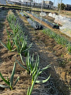 おにぎりマン農園のお野菜販売！　～寝屋川　お米屋さん～