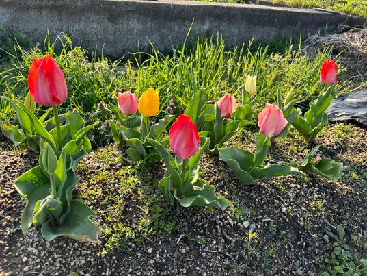 おにぎりマン農園でお花ラッシュ　～寝屋川　お米屋さん～