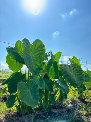 おにぎりマン農園にて新鮮野菜を収穫！　～大阪　寝屋川　お米屋さん～