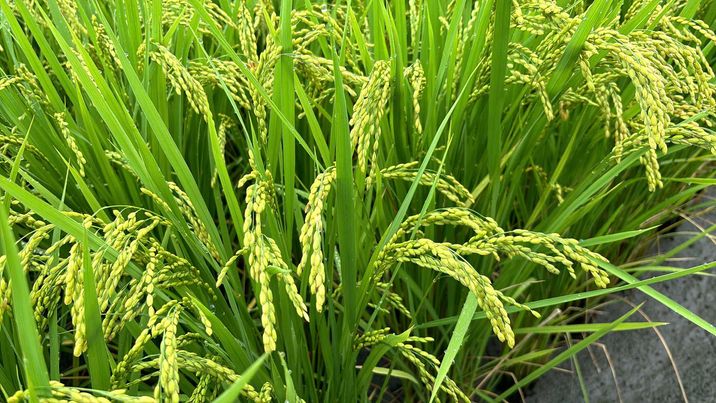 10月はお野菜販売がお休みですm(__)m　～大阪　寝屋川　お米屋さん～