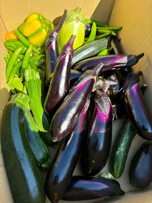 おにぎりマン農園にてお野菜を収穫👏　～大阪　寝屋川　お米屋さん～