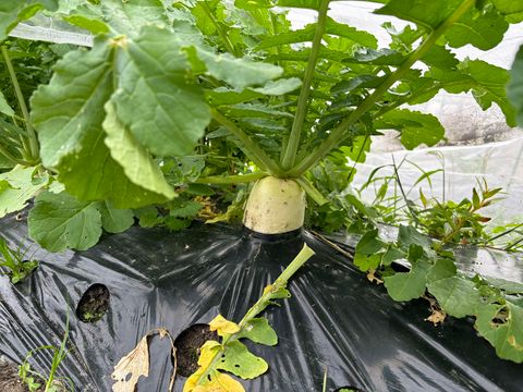 本日はおにぎりマン農園作業日でした🥬　～大阪　寝屋川　お米屋さん～