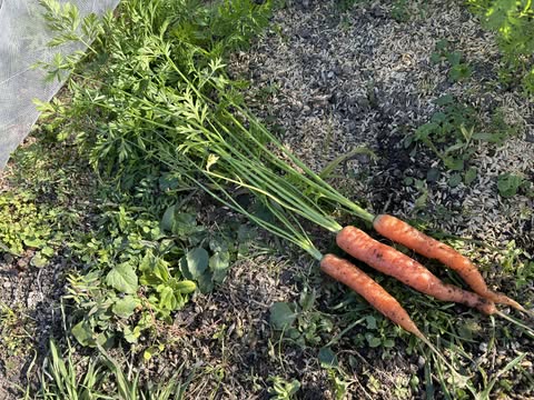 おにぎりマン農園で作業🥕　～大阪　寝屋川　お米屋さん～
