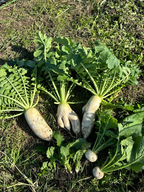 おにぎりマン農園の大根販売中🥬　～大阪　寝屋川　お米屋さん～