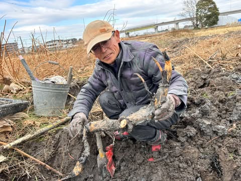 畑田さんの手堀れんこん♪1/26(日)11時~　～大阪　寝屋川　お米屋さん～