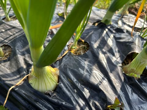 おにぎりマン農園の無農薬玉ねぎまもなく収穫です！　～大阪　寝屋川　お米屋さん～