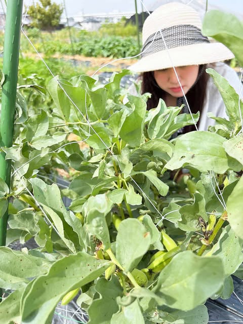 真夏がこわい・・・おにぎりマン農園　～大阪　寝屋川　お米屋さん～
