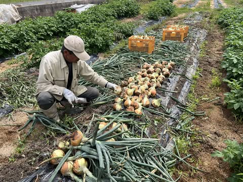 米農家畑田さんと玉ねぎの収穫　～大阪　寝屋川　お米屋さん～