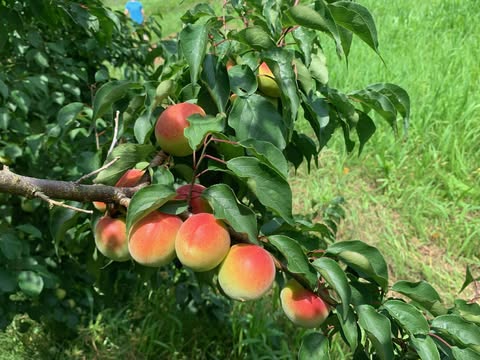 🍑南高梅🍑ご予約限定販売受付中　～大阪　寝屋川　お米屋さん～