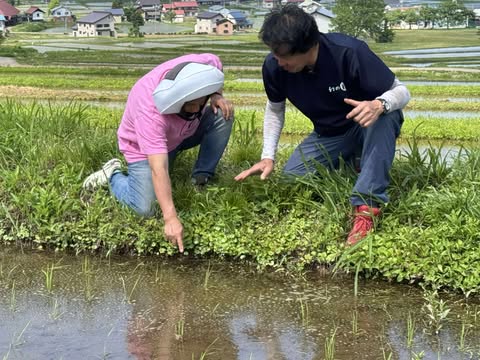 令和7年産　長野県飯山市幻の米コシヒカリ田んぼ見学　～大阪　寝屋川　お米屋さん～