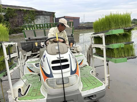 奈良県畑田さんの田んぼにて「ヒノヒカリ」の田植え🌾　～大阪　寝屋川　お米屋さん～