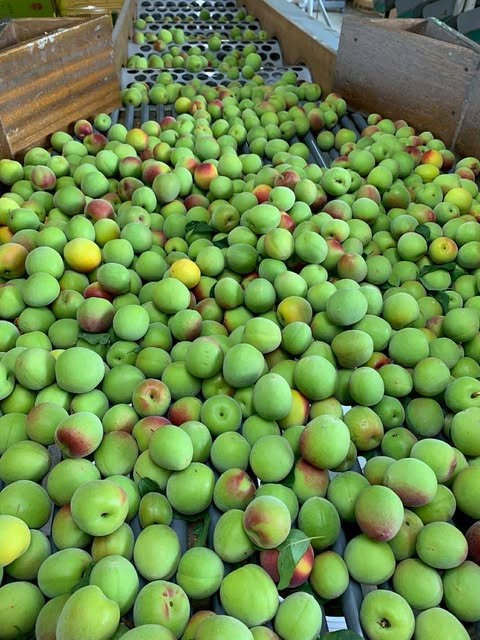 〈本日最終日〉庄田さんの南高梅ご予約販売🍑　～大阪　寝屋川　お米屋さん～