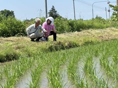 安心とおいしさをそのままに。農薬不使用ゆめぴりかが“今だけ”お得です。