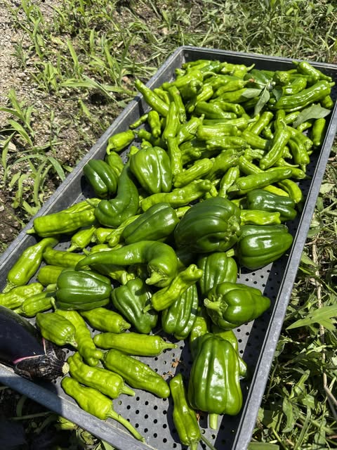 きゅうり沢山ございます🥒　～大阪　寝屋川　お米屋さん～　