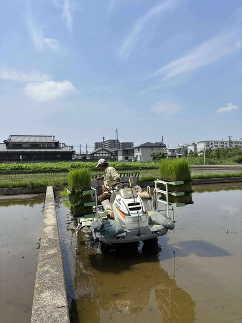 〈産地の様子〉奈良県畑田さんの田んぼ　～大阪　寝屋川　お米屋さん～