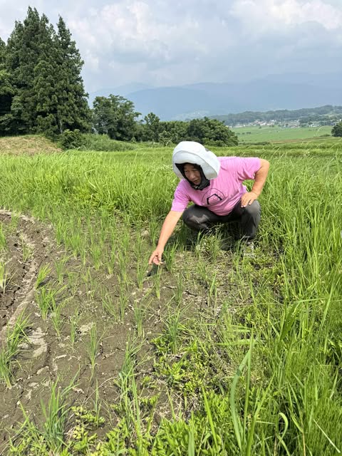 ★令和7年産　特別栽培米/ネオニコフリー　風さやかの田んぼの様子　～大阪　寝屋川　お米屋さん～