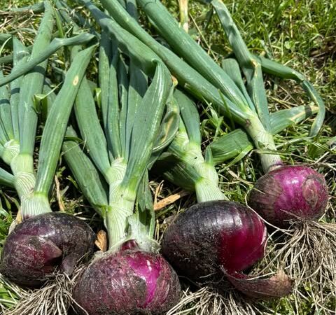 農薬不使用野菜を販売します