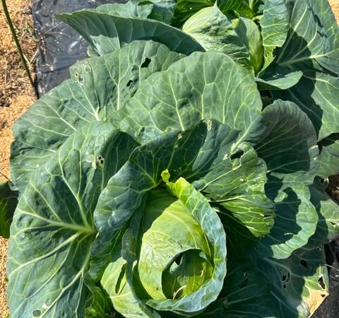 おにぎりマン農園　本日採れたて野菜販売のお知らせ