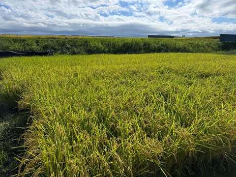 今年は「五郎兵衛米」の入荷も予定しています♪